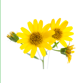 Arnica