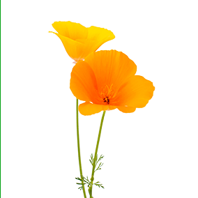 California poppy