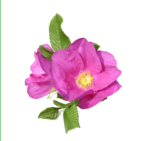 Gallic rose