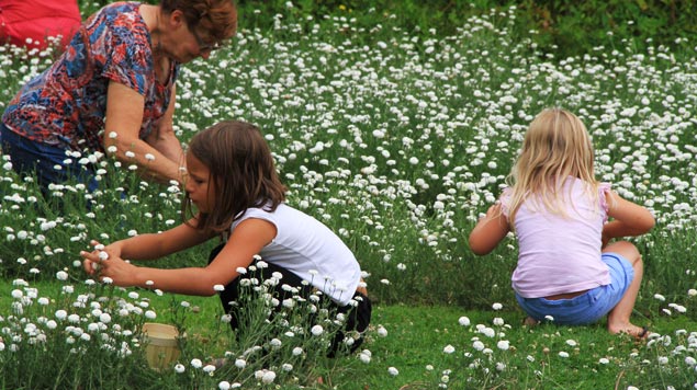 aniamtion pédagogique plantes cueillette Jardin Camifolia